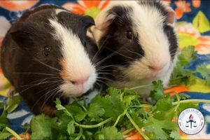 Lydia Shahid's guinea pigs