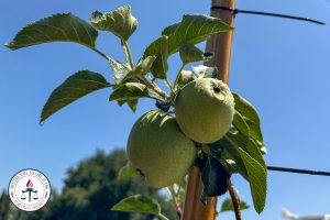 Fruit in Franco Torres's garden.